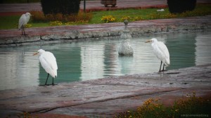 White Herons freely roaming the waterways of Taj Mahal