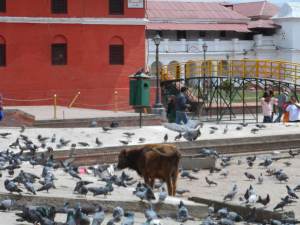 Cows freely roam around Kathmandu