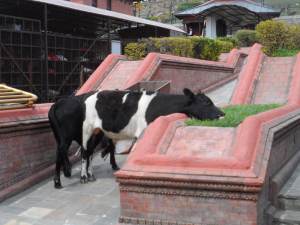 cows eating grass. landscaping is not ideal in India and Nepal. hehe