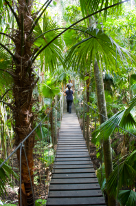 the Canopy Walk up the forest grounds .