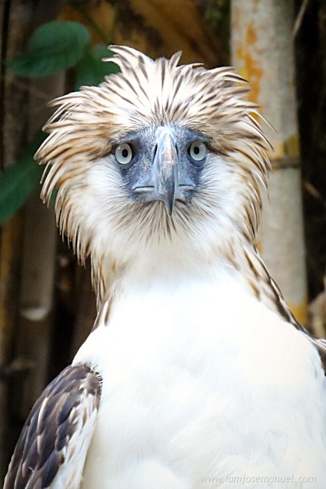portrait 2 philippine eagle