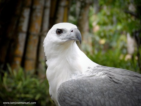 portraits philippine eagle 3
