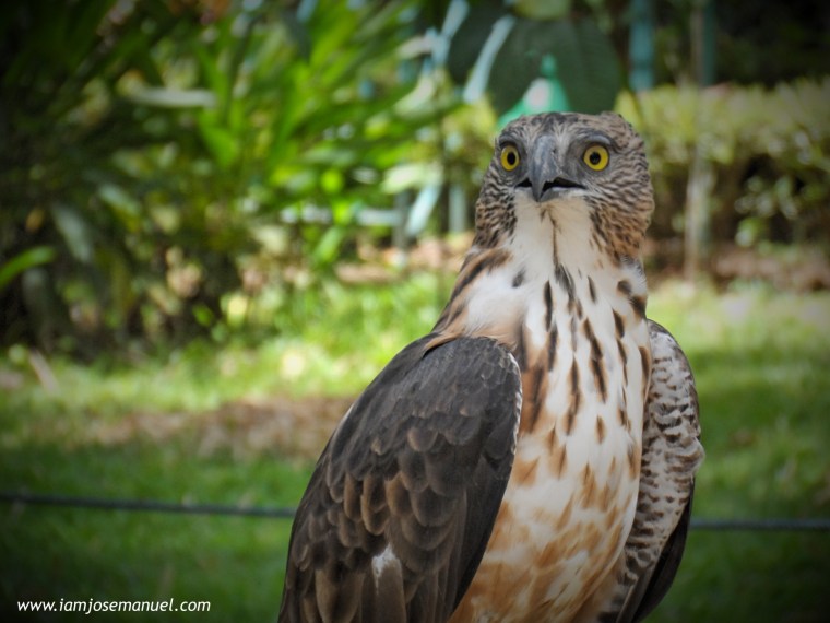 portraits philippine eagle 4