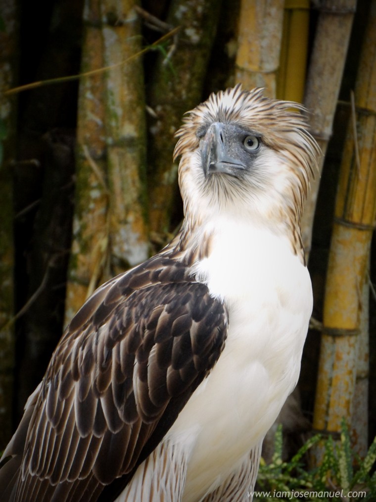 portraits Philippine Eagle