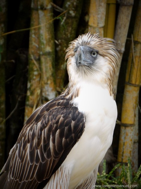 portraits Philippine Eagle
