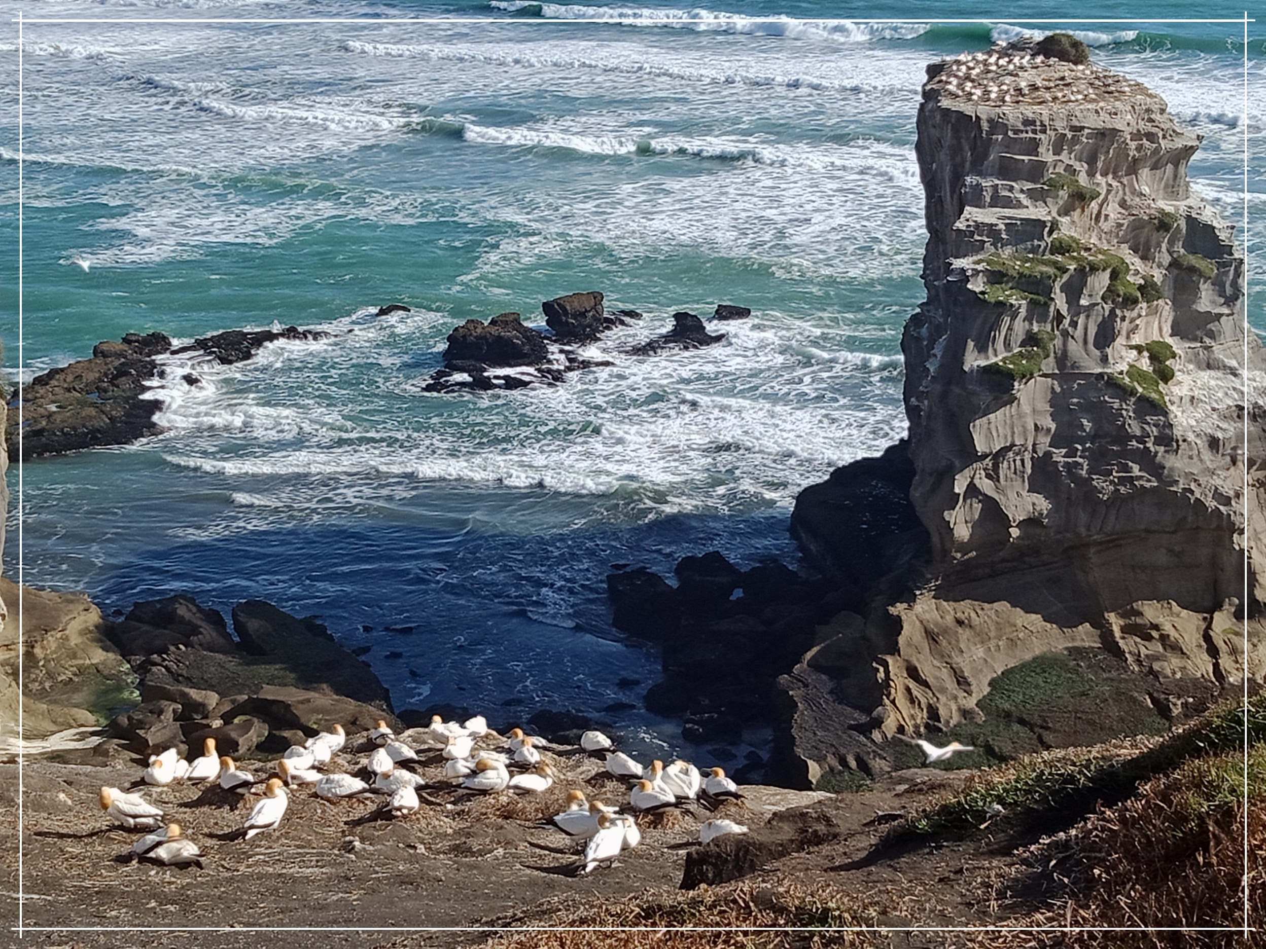 aucklandjosemanuel22