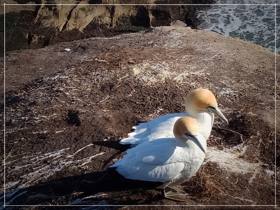 aucklandjosemanuel25